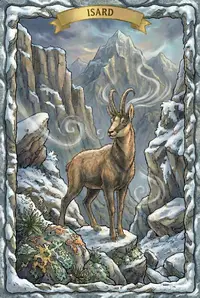 Isard postcard